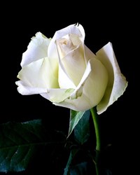 Verna Anderson obituary photo